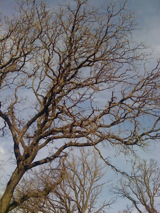 Mighty Oak of Wakonda